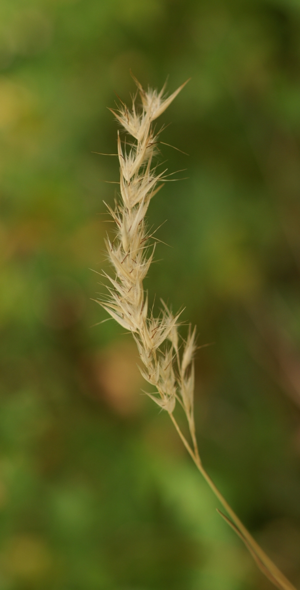 Austrodanthonia caespitosa